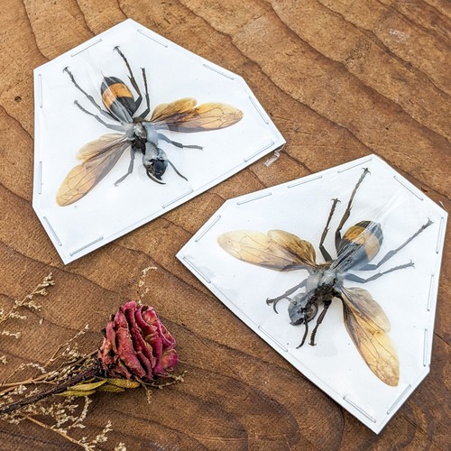 Greater banded hornet 2 - banded,