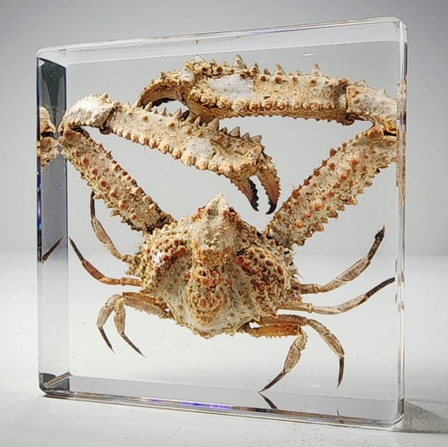 Elbow crab resin - crab, resin,