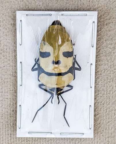 Man faced beetle specimen - man,